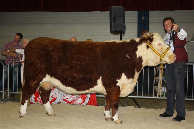 Praestebro Babette 1 nvm.jpg - Praestebro Babette. Door vakjury gekozen als koe met de beste slachteigenschappen tijdens NVM Zwolle 2013